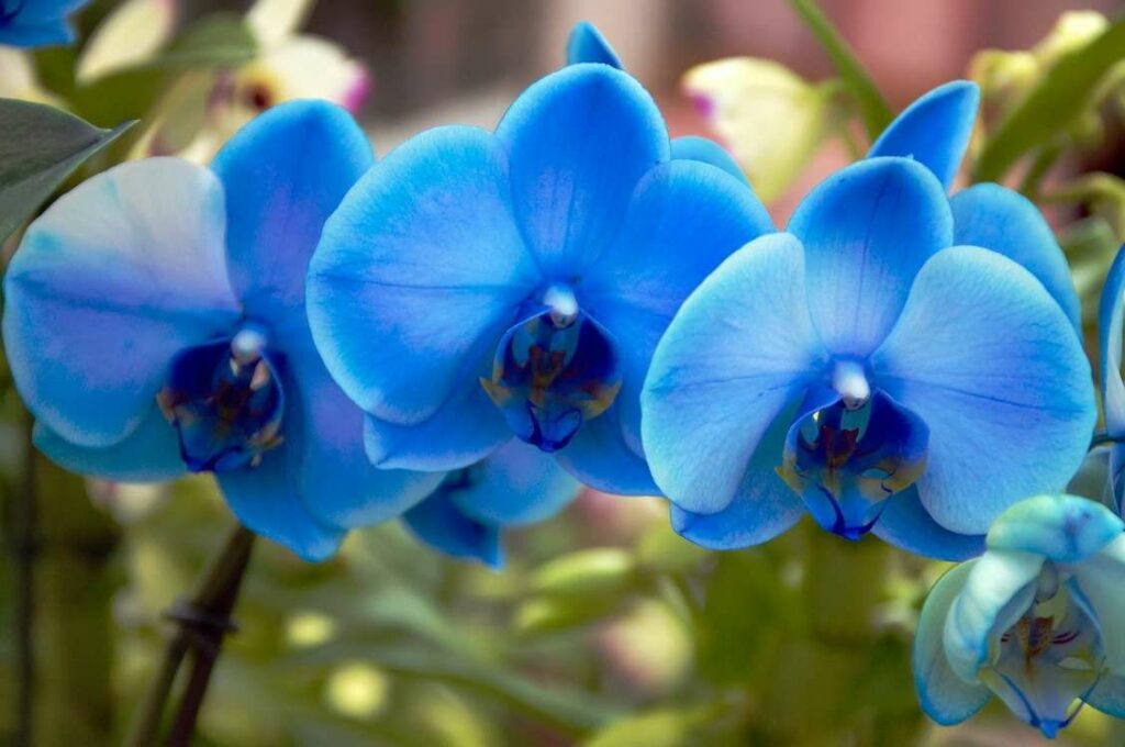 Mavi orkide çiçeği