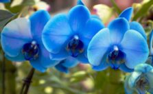 Mavi orkide çiçeği