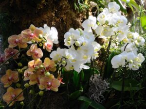 Orkide bakımı nasıl yapılır?